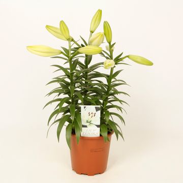 Lilium 'Summer Snow'