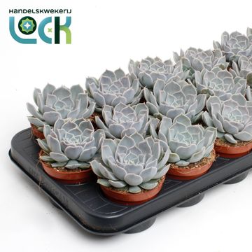 Echeveria rosea