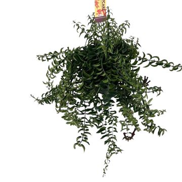 Aeschynanthus 'Twister'
