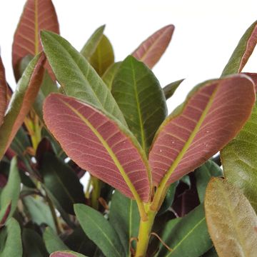 Rhododendron 'Wine and Roses'