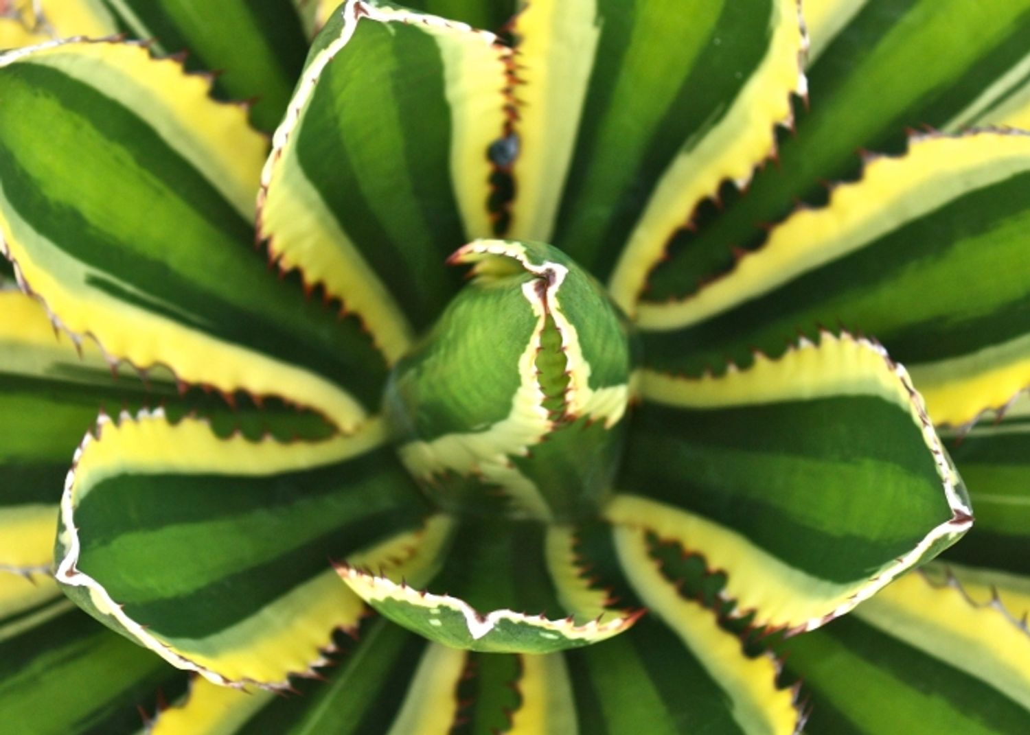 Agave Lophantha Quadricolor Plant Wholesale FlorAccess agave-lophantha-quadricolor-plant-wholesale-floraccess