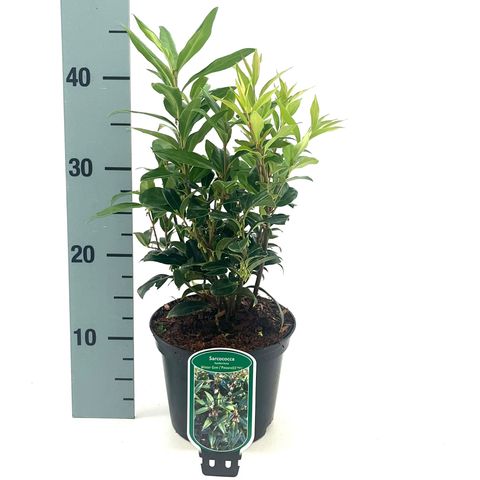 Sarcococca hookeriana WINTER GEM