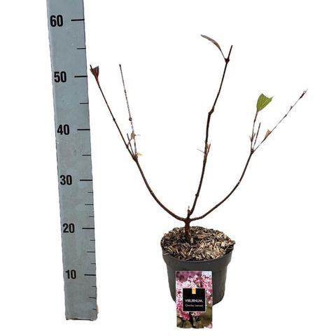 Viburnum x bodnantense 'Charles Lamont'