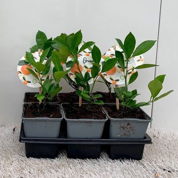 x Citrofortunella microcarpa