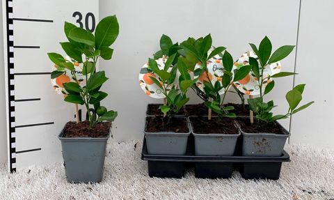 x Citrofortunella microcarpa