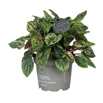 Peperomia caperata 'Buenos Aires'