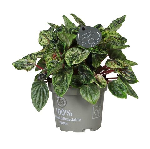 Peperomia caperata 'Buenos Aires'