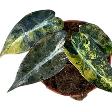Alocasia 'Bambino Variegata'