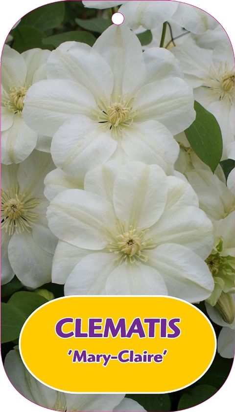 Clematis 'Mary-Claire' (EL)