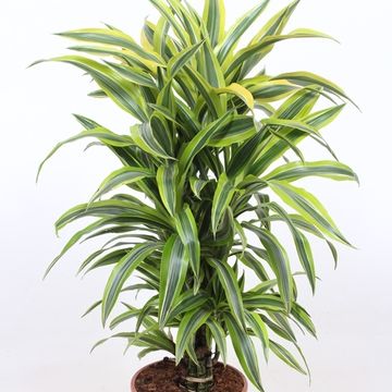 Dracaena fragrans 'Лемон Лайм'