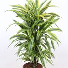 Dracaena fragrans 'Lemon Lime'