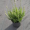 Lavandula angustifolia WHITE FRAGRANCE