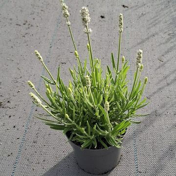 Lavandula angustifolia WHITE FRAGRANCE