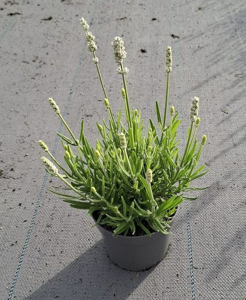 Lavandula angustifolia WHITE FRAGRANCE