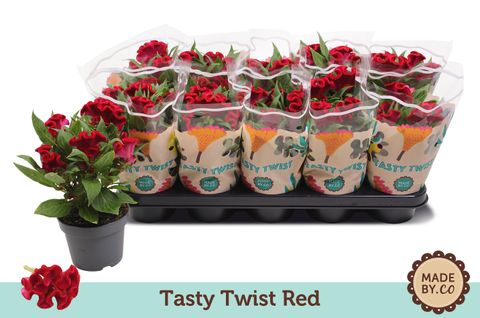 Celosia TASTY TWIST RED