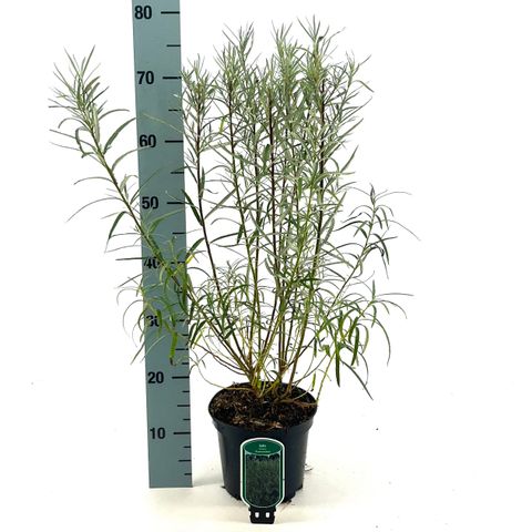 Salix elaeagnos 'Angustifolia'