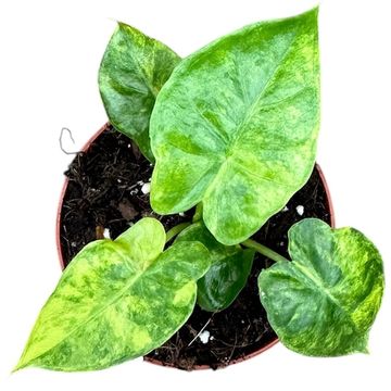 Alocasia gageana 'Aurea'