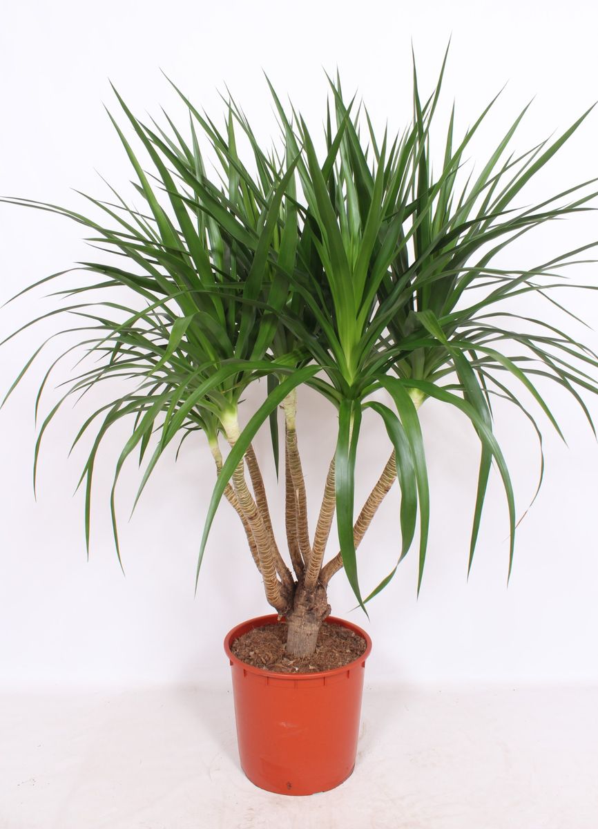 Dracaena draco — Plant Wholesale FlorAccess