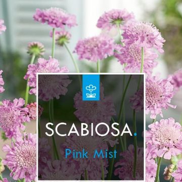 Scabiosa columbaria 'Пинк Мист'