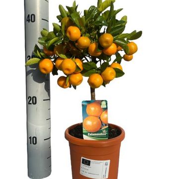 Citrus x microcarpa