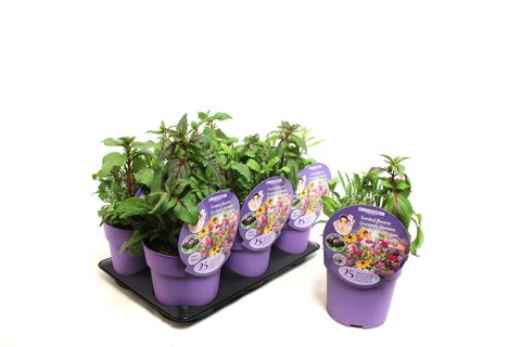 Plantas perennes MIX IN POT