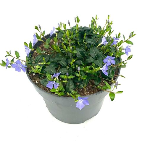 Vinca minor