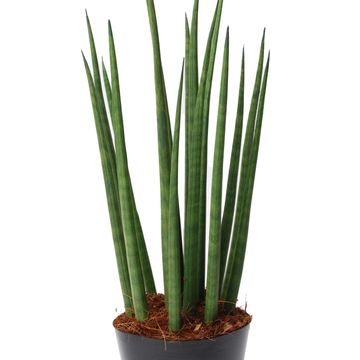 Sansevieria bacularis 'Mikado'