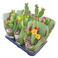 Opuntia inamoena