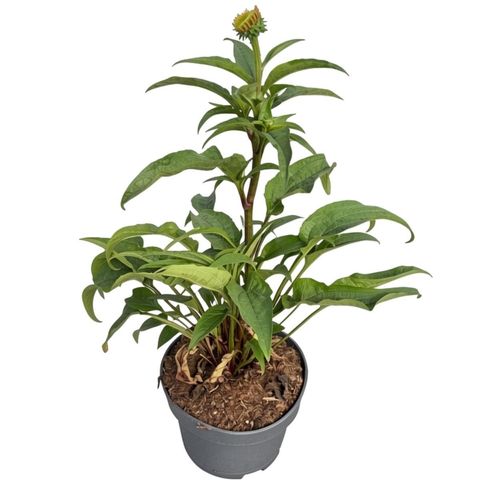 Echinacea purpurea 'Magnus'