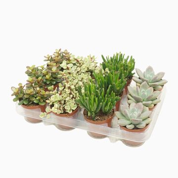 Succulente MIX