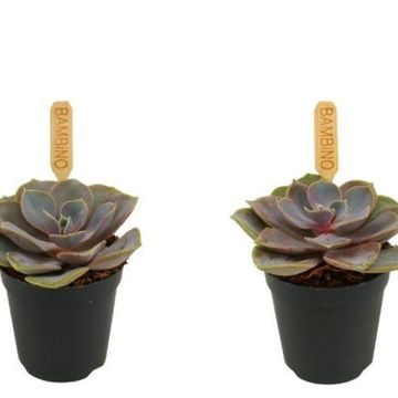 Echeveria 'Perle von Nürnberg'