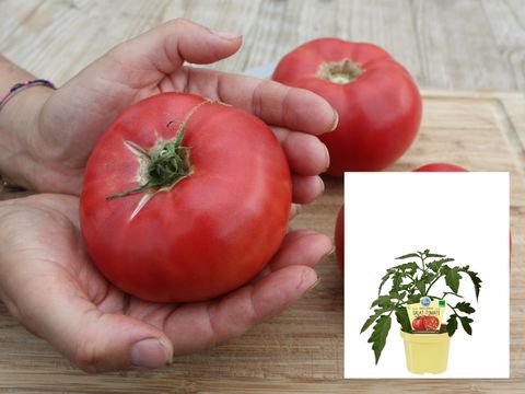 Solanum lycopersicum 'Rose Crush'