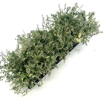 Euonymus fortunei 'Silverstone'