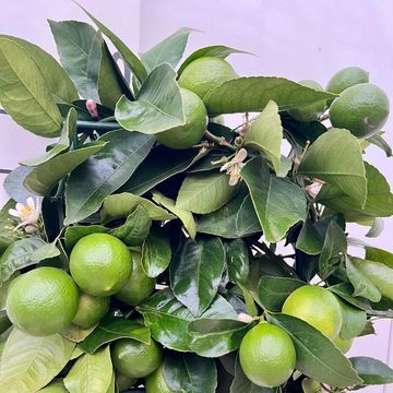 Citrus x meyeri 'Meyer'