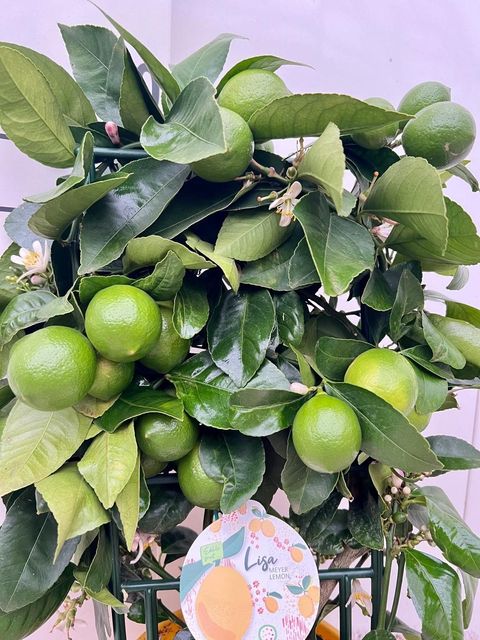 Citrus x meyeri 'Meyer'