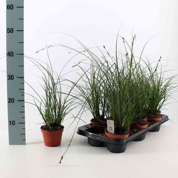 Carex brunnea