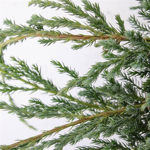 Juniperus squamata 'Blue Carpet' (Bremmer Boomkwekerijen)