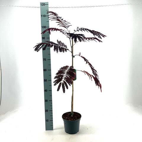 Albizia julibrissin 'Summer Chocolate'