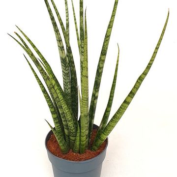 Sansevieria bacularis 'Mikado'