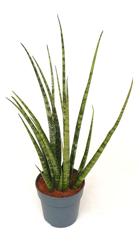 Sansevieria bacularis 'Mikado'