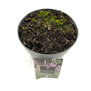 Veronicastrum virginicum 'Adoration'