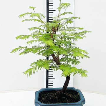 Pseudolarix amabilis
