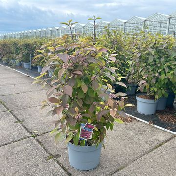 Callicarpa bodinieri 'Profusion'