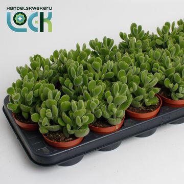 Cotyledon ladismithiensis