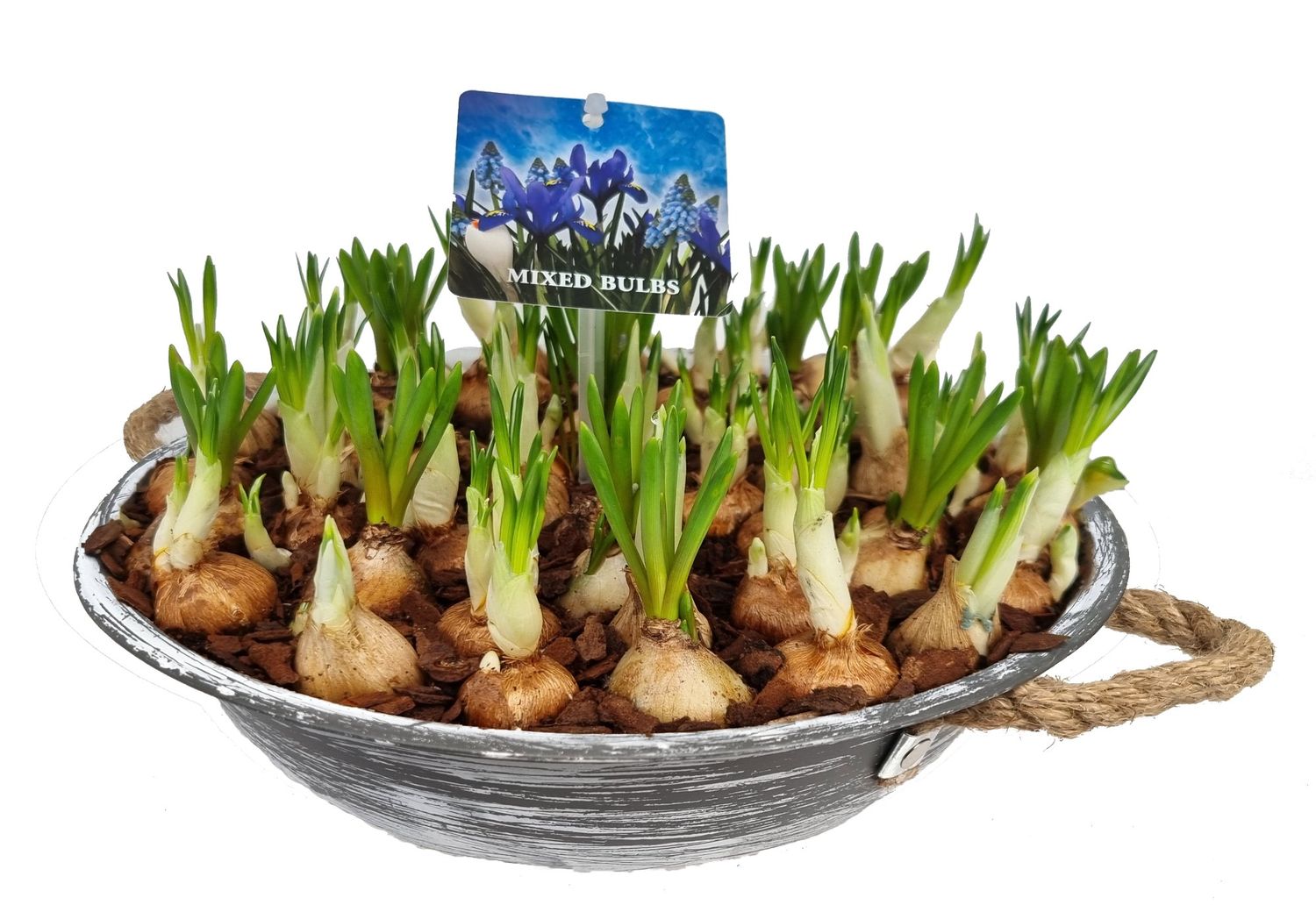 Arrangements Bulbous Plants — Plant Wholesale FlorAccess