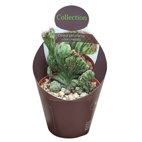 Cereus peruvianus coral cristata