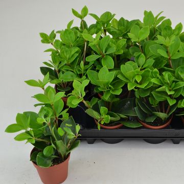 Peperomia pereskiifolia