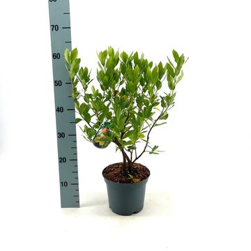 Arbutus unedo 'Compacta'