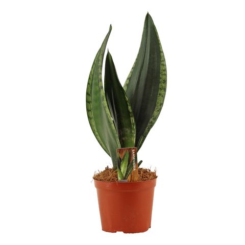 Sansevieria trifasciata 'Silver Flame'