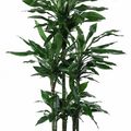 Dracaena fragrans 'Janet Lind'